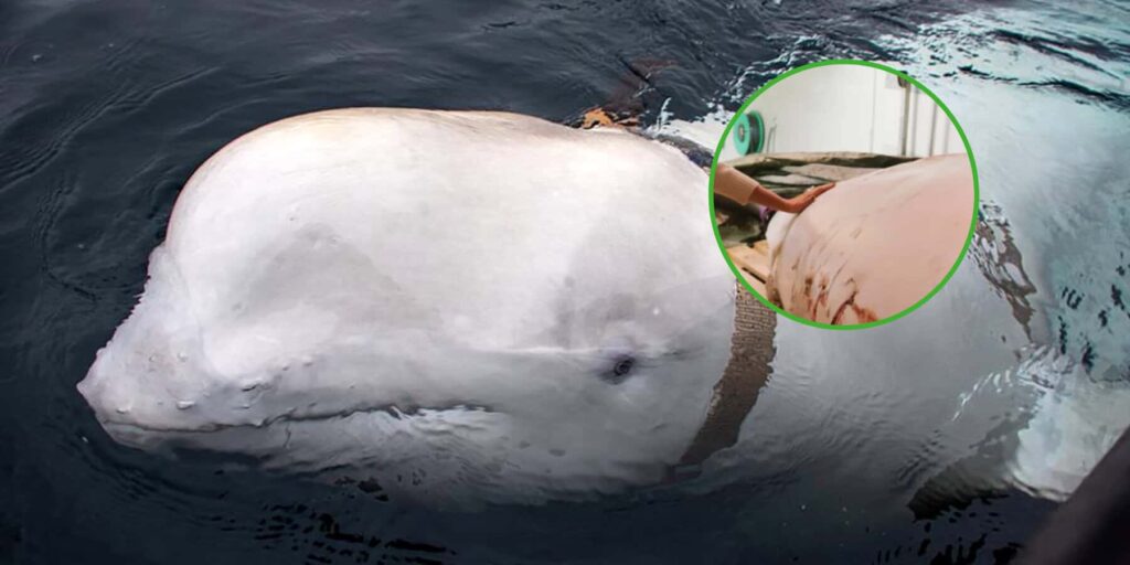 Wielka Brytania wprowadza zakaz chińskich pojazdów elektrycznych z obawy o bezpieczeństwo narodowe