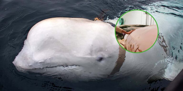 Wielka Brytania wprowadza zakaz chińskich pojazdów elektrycznych z obawy o bezpieczeństwo narodowe