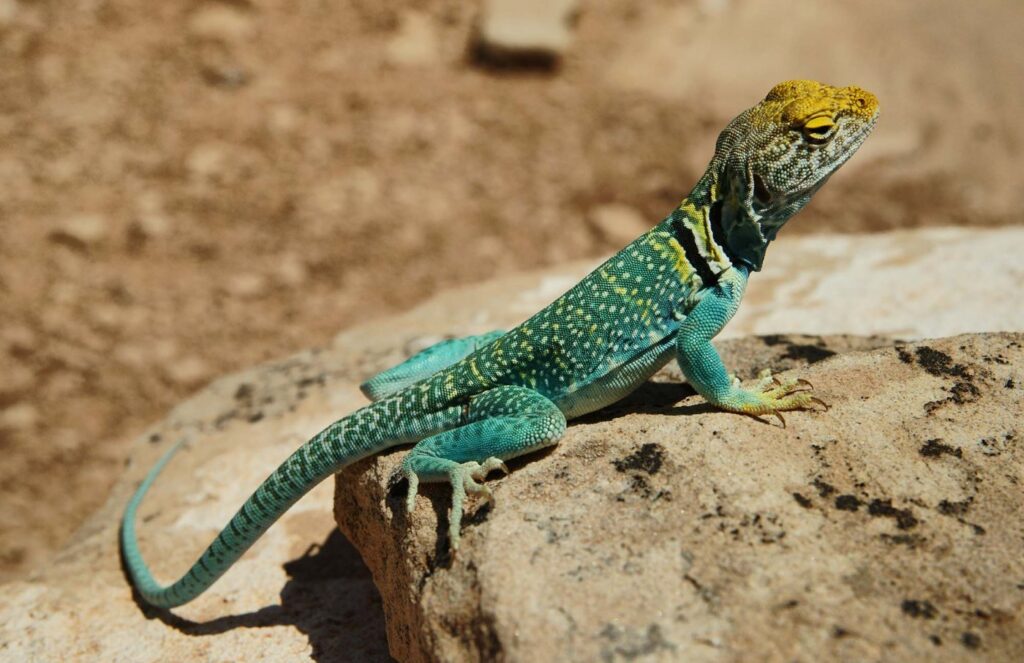 Przewodnik po wjeździe do lasu: zasady