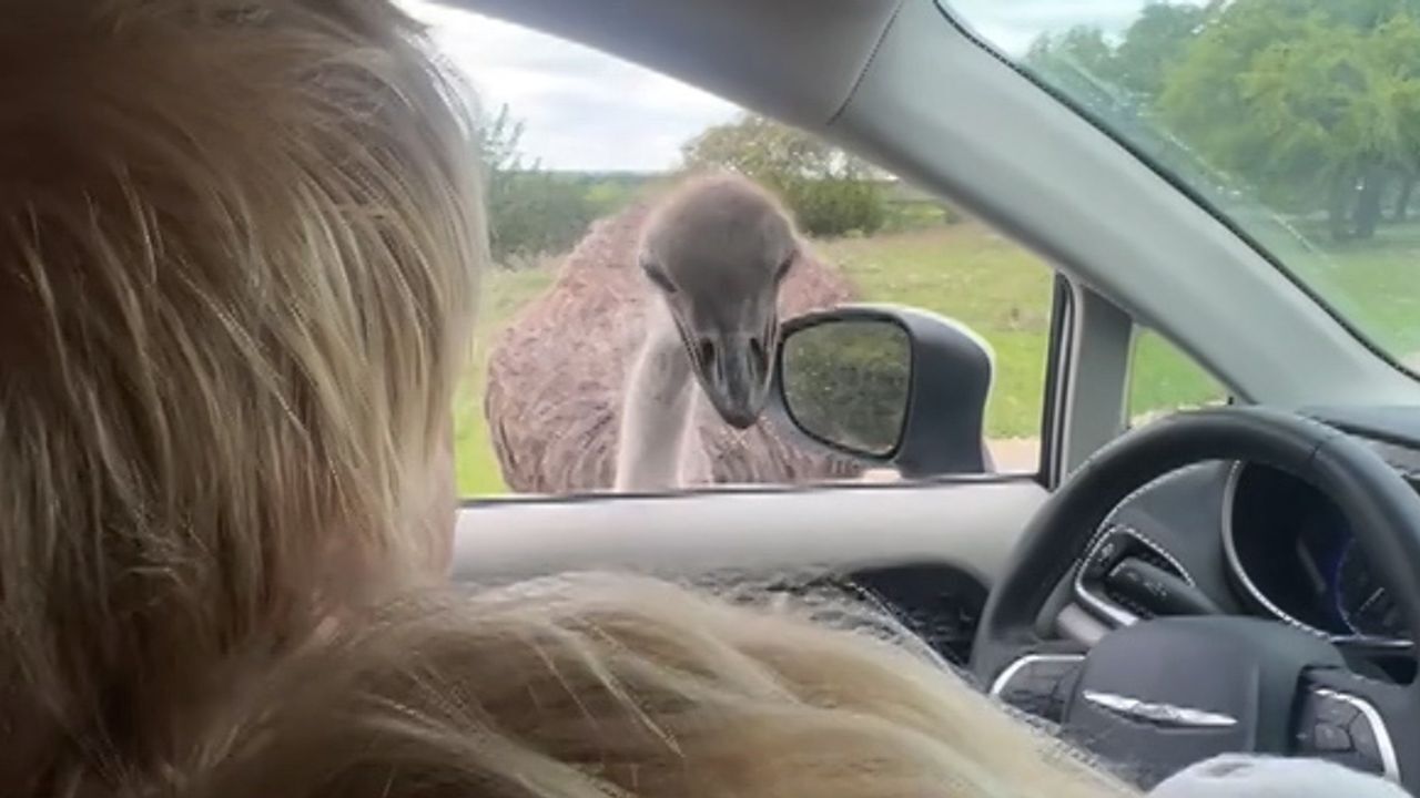 Ostrich jako sędzia: Boris Johnson dostaje lekcję w Texasie